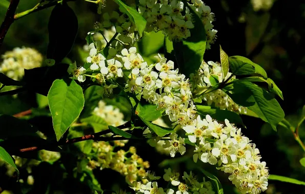 Лето, цветы, фон, обложка, Черёмуха
