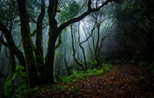 Картинка Green, Road, Fog, Forest, Leaves, Tropic