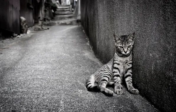 Картинка кошка, одиночество, улица
