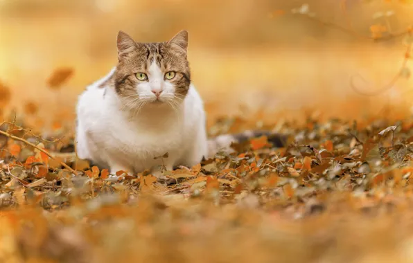 Картинка осень, кошка, взгляд, листья, боке