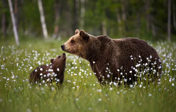 Картинка поляна, медведи, медвежонок, детёныш, медведица