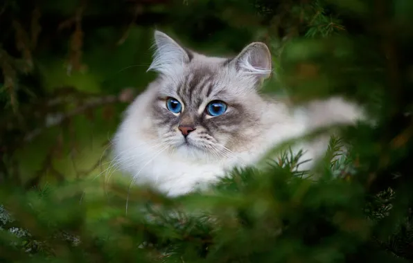 Картинка кошка, взгляд, портрет, размытость, мордочка, красавица, голубые глаза, котейка