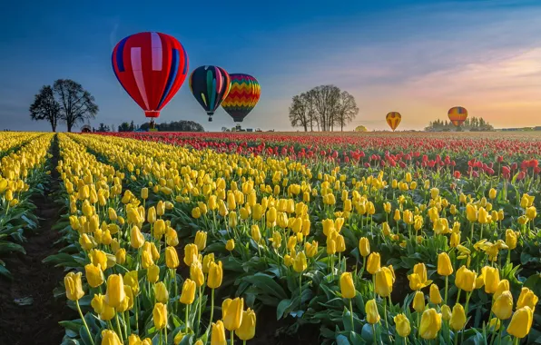Воздушный шар, воздушные шары, поля, Весна, тюльпаны
