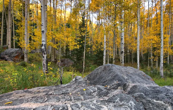Картинка Аспен, Колорадо, осина, листья, камень, осень, лес, США