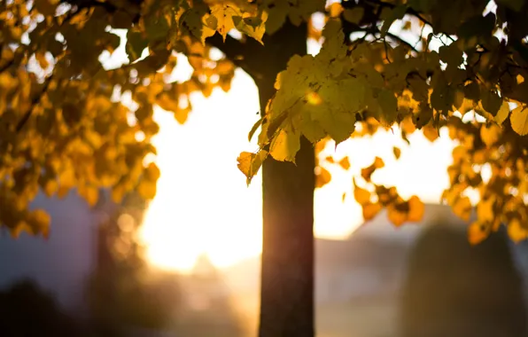 Картинка осень, листья, деревья