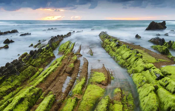 Море, водоросли, скалы, Испания, Баррика, Бискайя