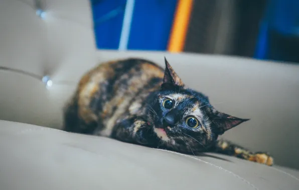 Кошка, глаза, шерсть