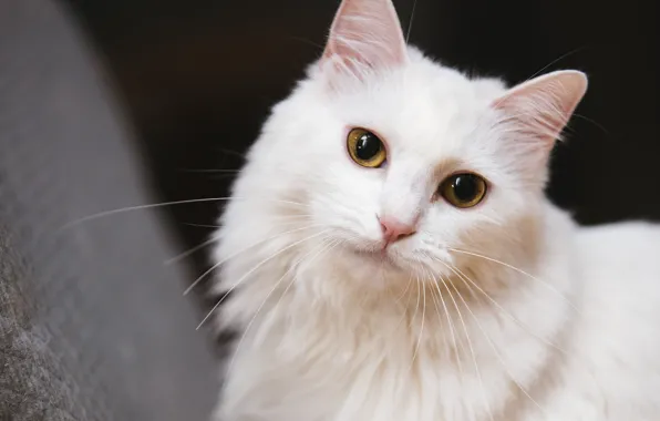 Кошка, белый, кот, взгляд, морда, фон, темный, портрет