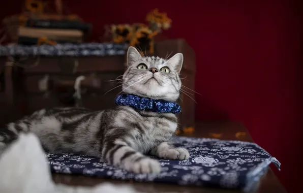 Кошка, кот, котенок, комната, лежит, ошейник, коврик, боке