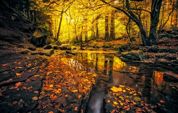 Картинка осень, лес, листья, свет, деревья, ветки, природа, пруд