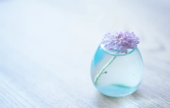 Картинка цветок, вода, фон, прозрачная, ваза, хризантема