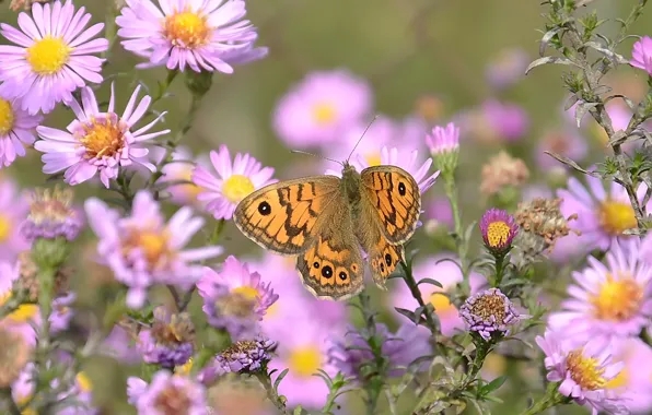 Картинка цветы, летнее настроение, бабочка. настроение, макро flowers природа