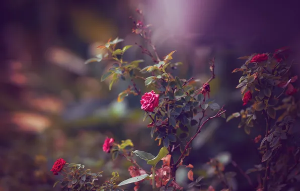 Цветы, красный, розы, кустарник