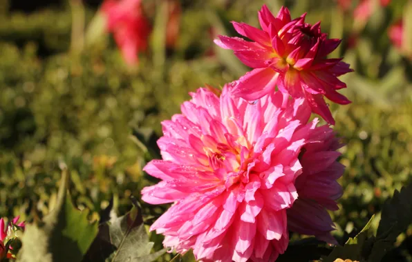 Flower, blooming, dhalia