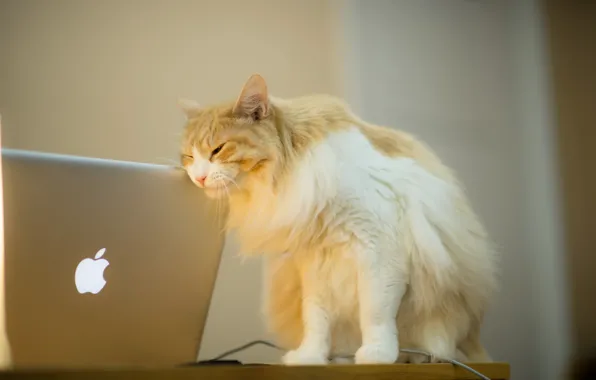 Кошка, фон, I love Mac