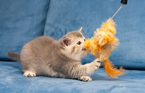Кошка, взгляд, поза, котенок, мордашка