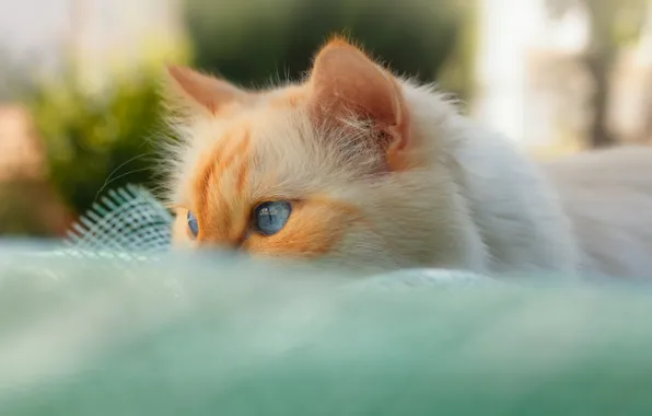 Кошка, кот, взгляд, морда, поза, пушистый, рыжий, голубые глаза