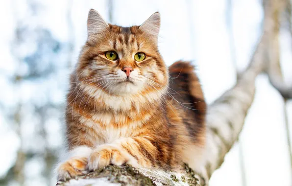 Кошка, кот, взгляд, поза, дерево, ветка, рыжий, лежит