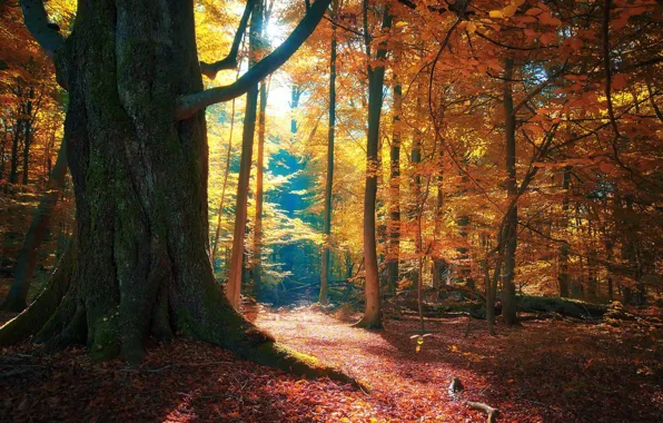Осень, лес, природа