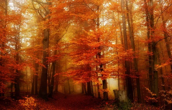 Осень, лес, листья, деревья, пень