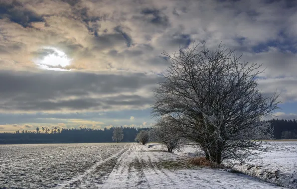 Картинка зима, поле, дерево