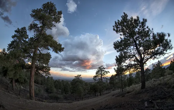 Небо, деревья, природа