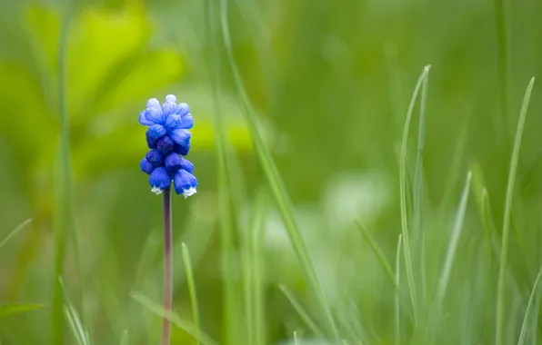 Картинка синий, один, Mouse Flower