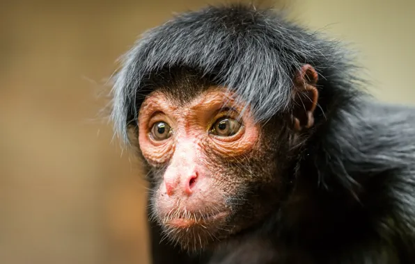 Картинка взгляд, обезьяна, Black spider monkey