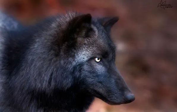 Картинка nature, predator, face, animal, wolf, wildlife, black wolf, Canis lupus