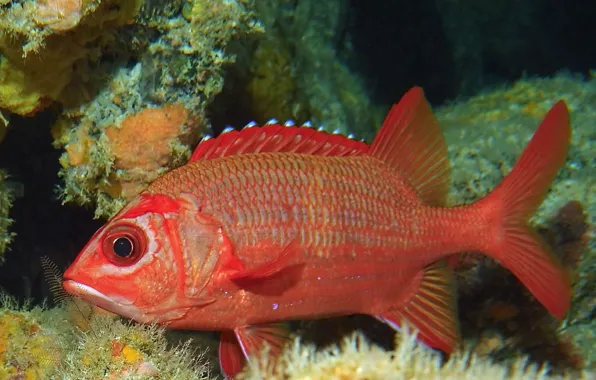 Рыба, red, красная, underwater, плавание, подводное, fish, swim
