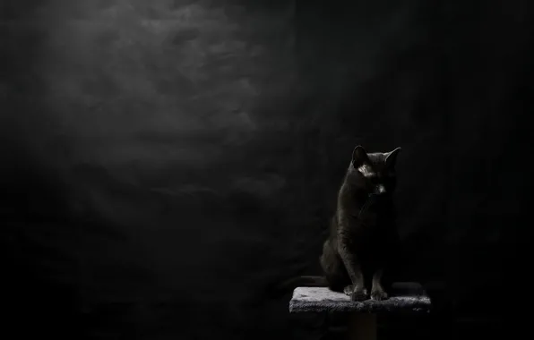 Кошка, фон, чёрная
