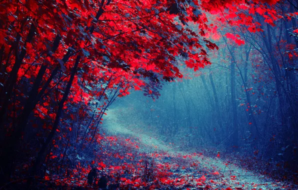 Дорога, осень, лес, деревья, туман, парк, тропинка, багрянец