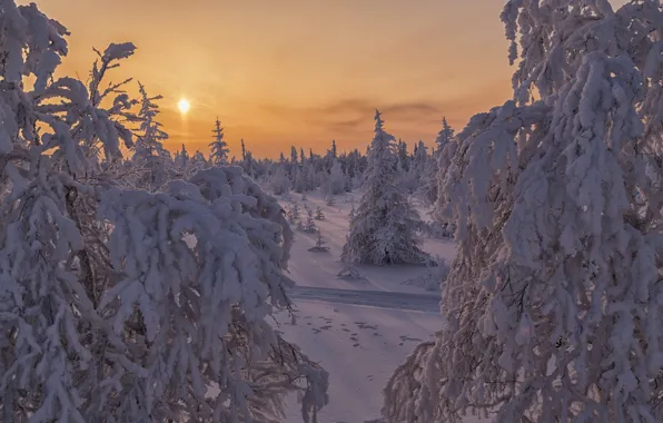 Зима, лес, солнце, снег, пейзаж, закат, ветки, природа
