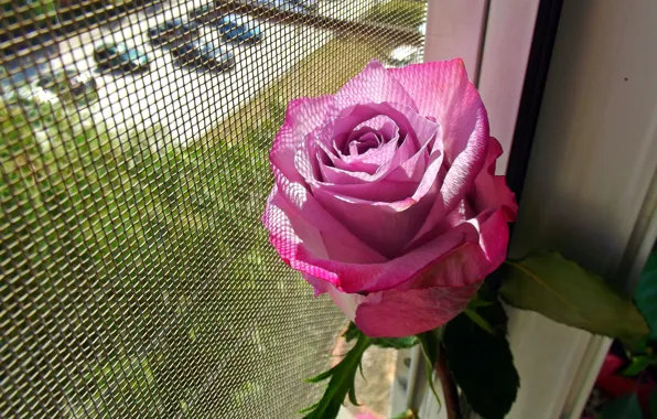 Окно, Rose, Розовая роза, Pink rose