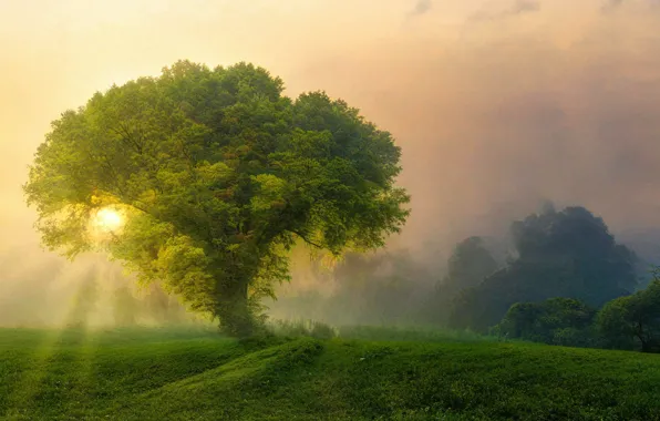 Поле, лес, солнце, природа, дерево