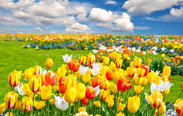 Картинка поле, облака, пейзаж, цветы, природа, весна, тюльпаны