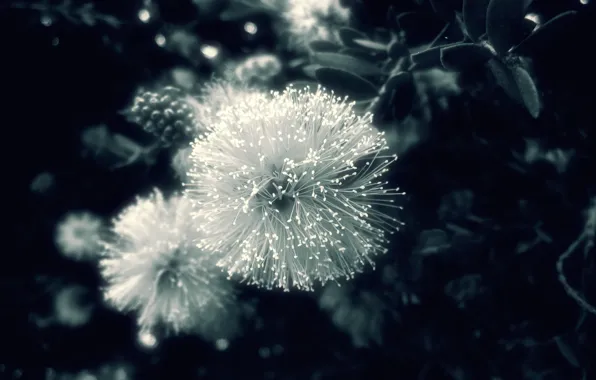 Макро, природа, фото, фон, обои, чёрно-белое, растение. цветок
