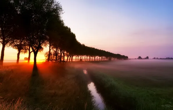 Картинка трава, лучи, деревья, туман, ручей, рассвет