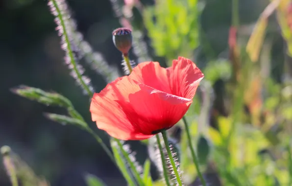 Red, flower, poppy
