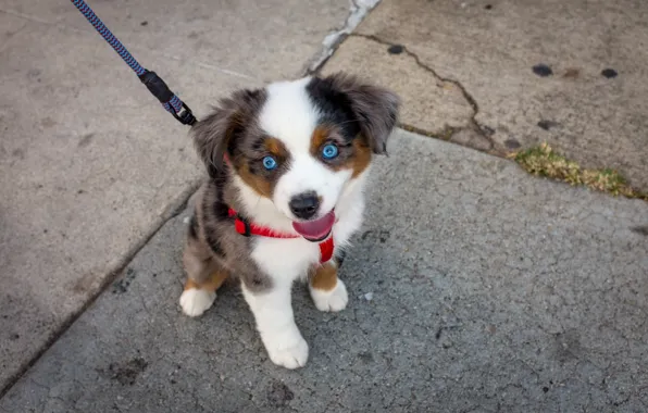 Взгляд, собака, щенок