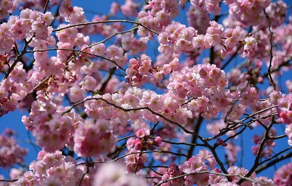 Картинка Весна, Spring, Цветение, Flowering