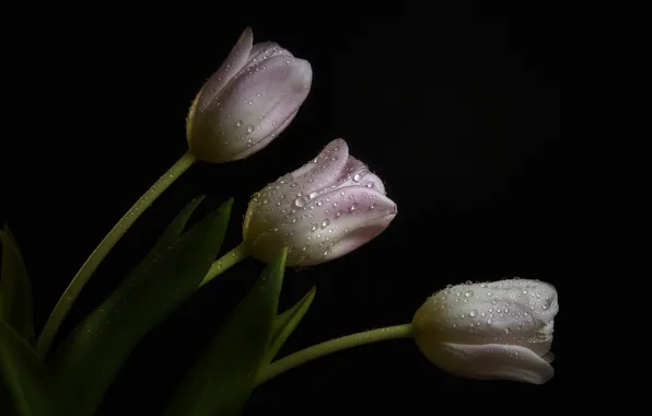 Капли, роса, темный фон, тюльпаны, бледно-розовые