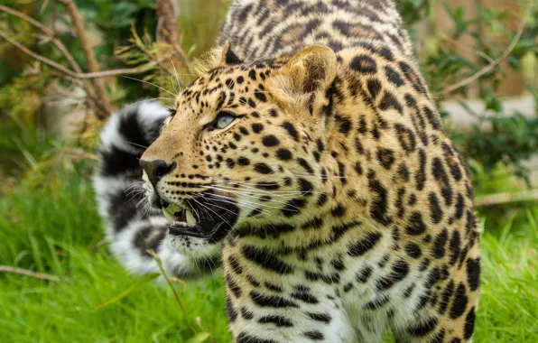 Кошка, взгляд, леопард, амурский леопард