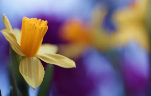 Картинка flower, blossom, beautiful, cool, daffodil