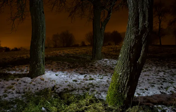Картинка снег, деревья, ночь