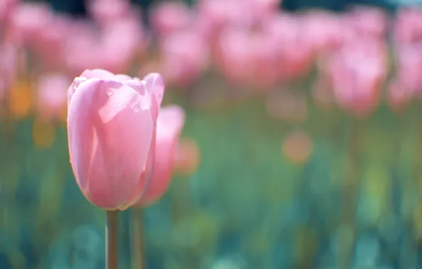 Картинка цветок, макро, розовый, тюльпан, весна, бутон