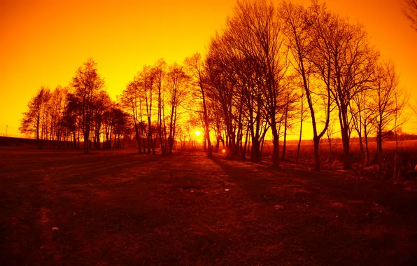 Картинка деревья, закат, тень, солнечный, оранжевое небо