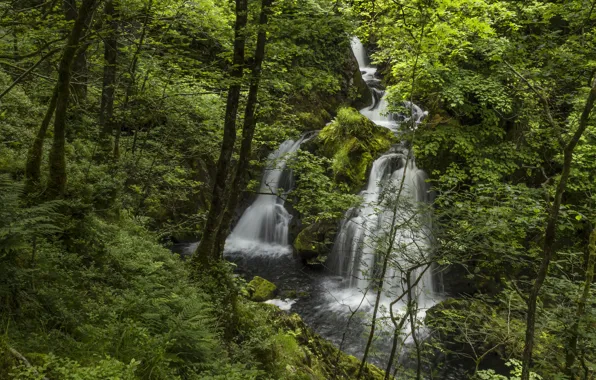 Картинка лес, река, Англия, водопад, England, Lake District, Colwith Force, River Brathay