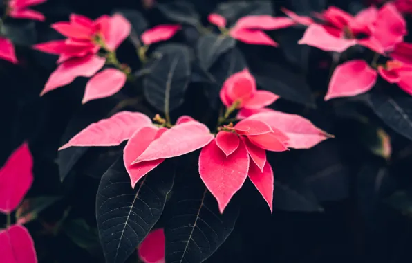 Цвет, Растение, Растения, Color, Flora, Plants, Close-up, Blooming
