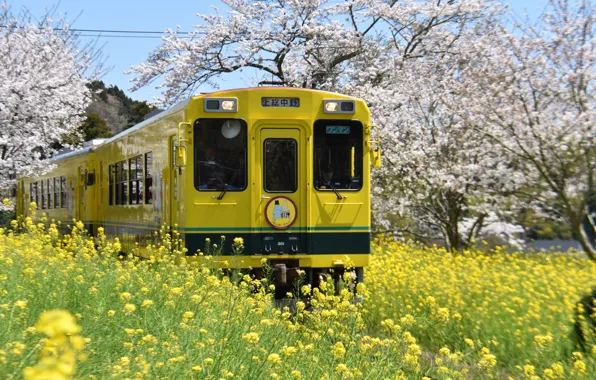 Картинка деревья, пейзаж, природа, парк, поезд, весна, Япония, травы